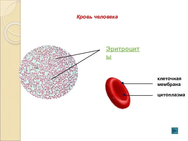 Эритроциты клеточная мембрана цитоплазма Кровь человека