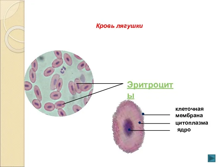 Эритроциты клеточная мембрана цитоплазма ядро Кровь лягушки