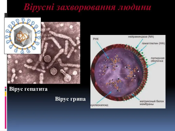 Вірусні захворювання людини Вірус гепатита Вірус грипа