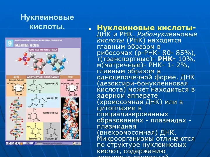 Нуклеиновые кислоты. Нуклеиновые кислоты- ДНК и РНК. Рибонуклеиновые кислоты (РНК)