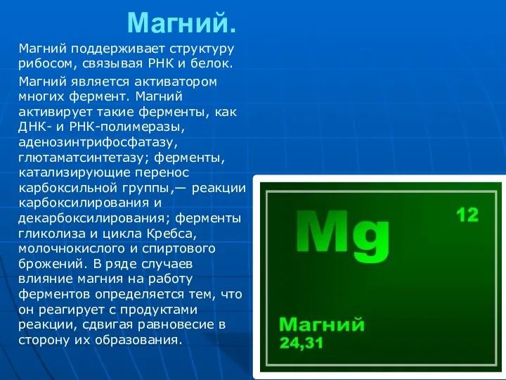 Магний. Магний поддерживает структуру рибосом, связывая РНК и белок. Магний