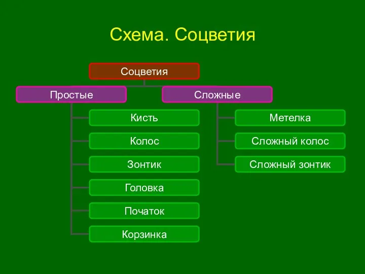 Схема. Соцветия