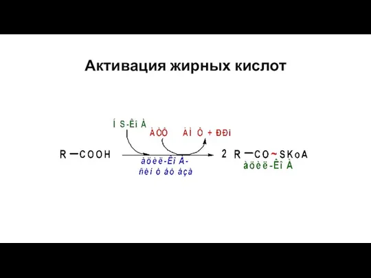 Активация жирных кислот