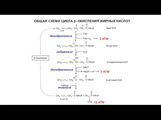 ОБЩАЯ СХЕМА ЦИКЛА β–ОКИСЛЕНИЯ ЖИРНЫХ КИСЛОТ дегидрогеназа гидратаза дегидрогеназа тиолаза 2 АТФ 3 АТФ 12 АТФ