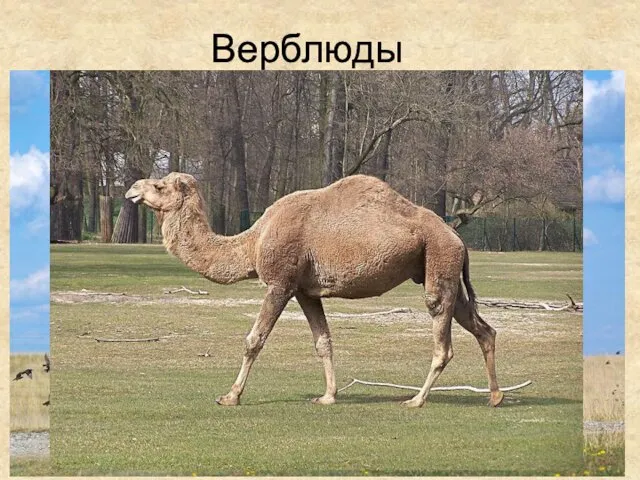 Верблюды