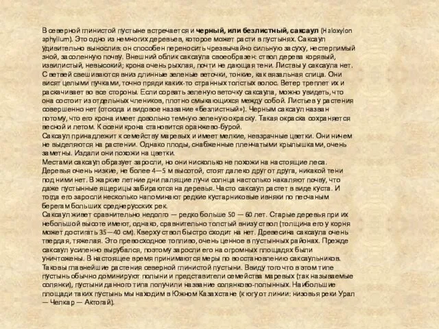 В северной глинистой пустыне встречается и черный, или безлистный, саксаул