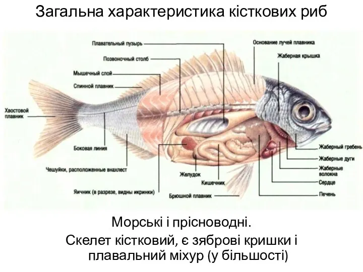 Загальна характеристика кісткових риб Морські і прісноводні. Скелет кістковий, є