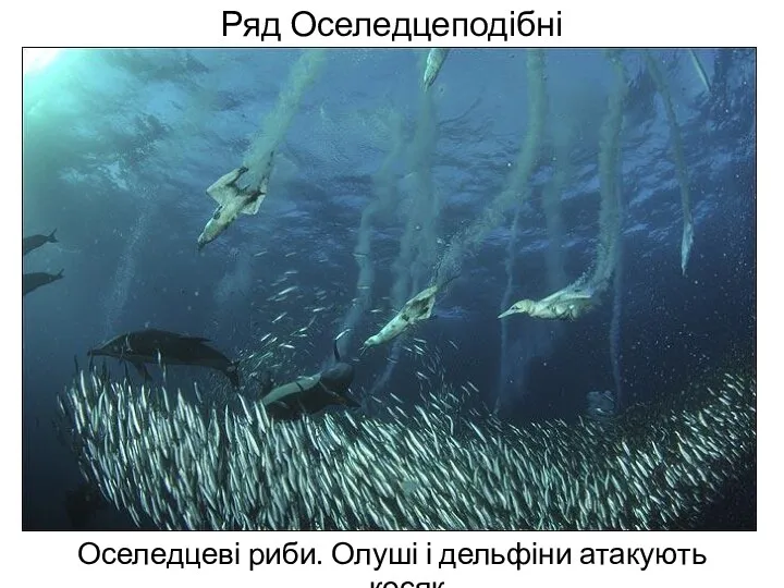 Ряд Оселедцеподібні Оселедцеві риби. Олуші і дельфіни атакують косяк