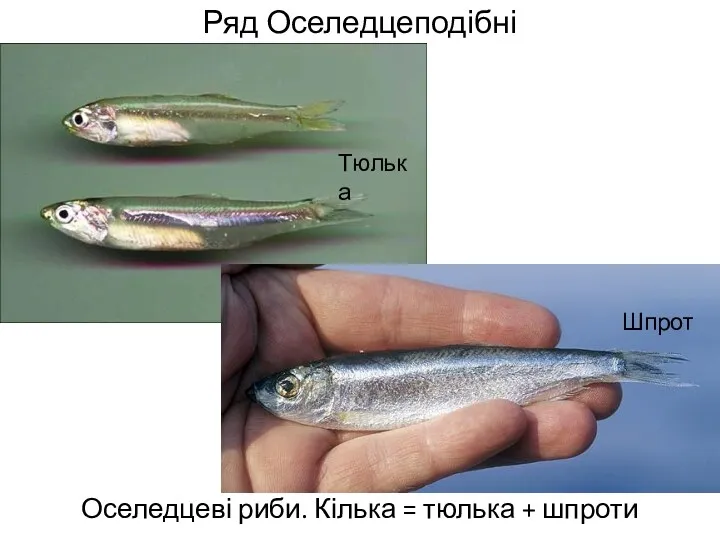 Ряд Оселедцеподібні Оселедцеві риби. Кілька = тюлька + шпроти Тюлька Шпрот