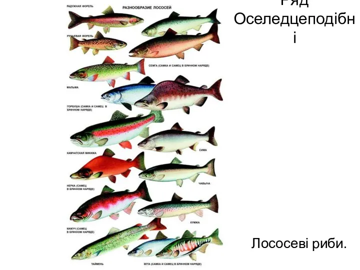 Ряд Оселедцеподібні Лососеві риби.