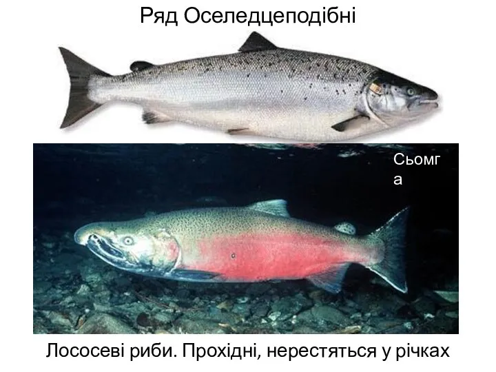 Ряд Оселедцеподібні Лососеві риби. Прохідні, нерестяться у річках Сьомга