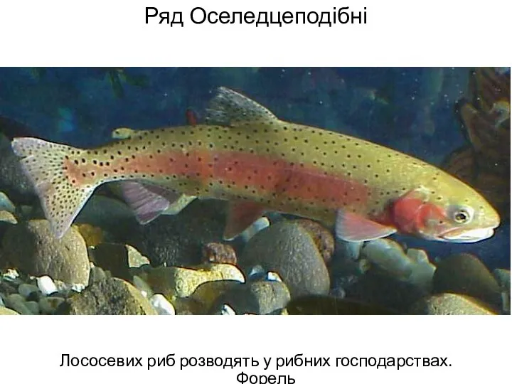 Ряд Оселедцеподібні Лососевих риб розводять у рибних господарствах. Форель