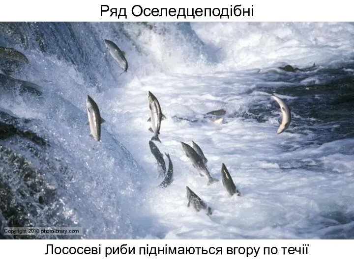 Ряд Оселедцеподібні Лососеві риби піднімаються вгору по течії