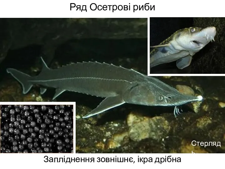 Ряд Осетрові риби Запліднення зовнішнє, ікра дрібна Стерлядь