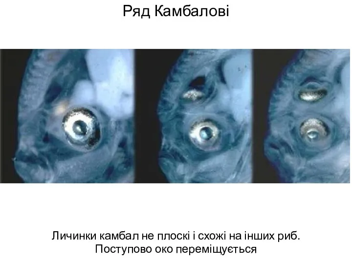 Ряд Камбалові Личинки камбал не плоскі і схожі на інших риб. Поступово око переміщується