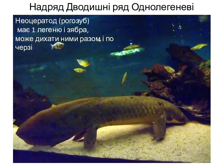 Надряд Дводишні ряд Однолегеневі Неоцератод (рогозуб) має 1 легеню і