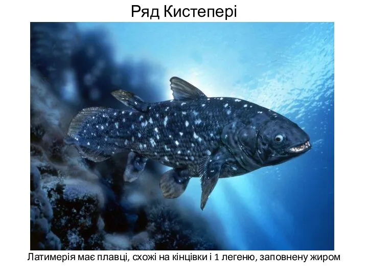 Ряд Кистепері Латимерія має плавці, схожі на кінцівки і 1 легеню, заповнену жиром