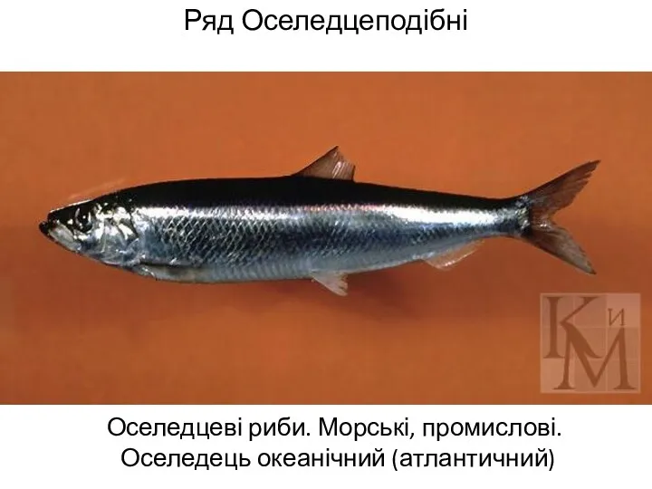 Ряд Оселедцеподібні Оселедцеві риби. Морські, промислові. Оселедець океанічний (атлантичний)