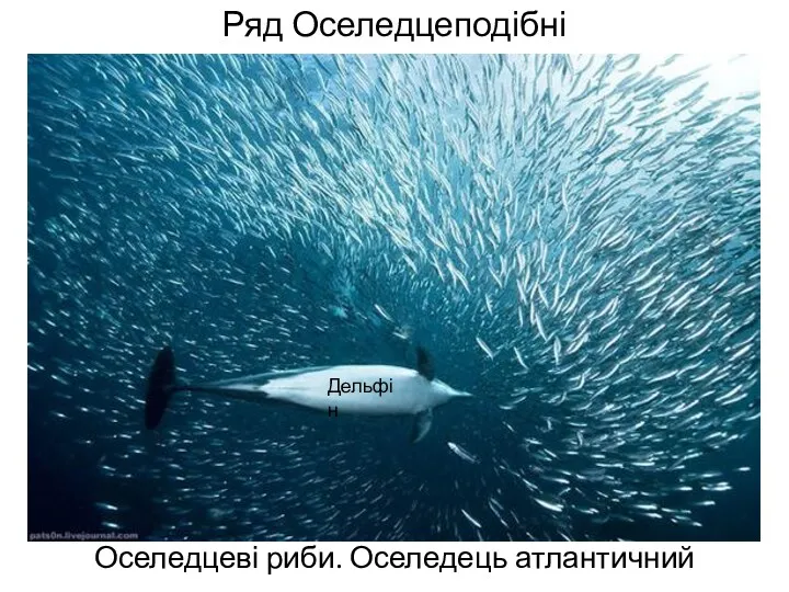 Ряд Оселедцеподібні Оселедцеві риби. Оселедець атлантичний Дельфін