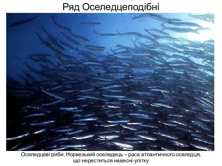 Ряд Оселедцеподібні Оселедцеві риби. Норвезький оселедець – раса атлантичного оселедця, що нереститься навесні-улітку