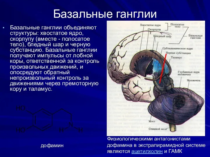 Базальные ганглии Базальные ганглии объединяют структуры: хвостатое ядро, скорлупу (вместе