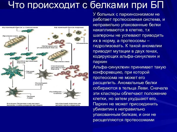 Что происходит с белками при БП У больных с паркинсонизмом