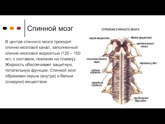 Спинной мозг В центре спинного мозга проходит спинно-мозговой канал, заполненный