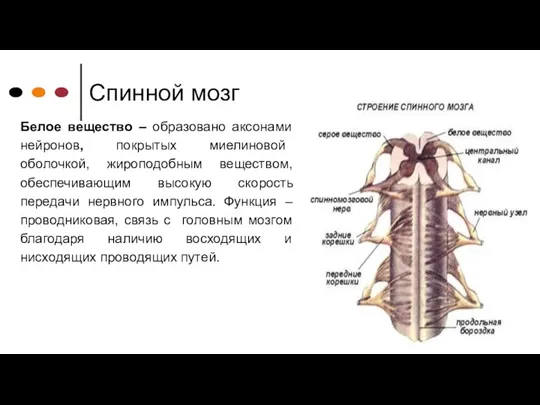 Спинной мозг Белое вещество – образовано аксонами нейронов, покрытых миелиновой