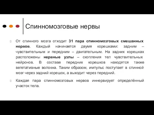 Спинномозговые нервы От спинного мозга отходит 31 пара спинномозговых смешанных