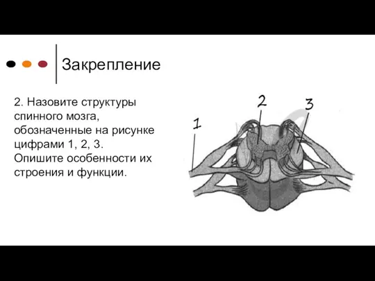 Закрепление 2. Назовите структуры спинного мозга, обозначенные на рисунке цифрами