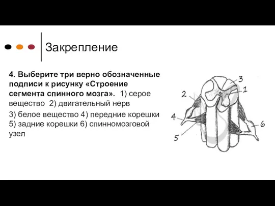 Закрепление 4. Выберите три верно обозначенные подписи к рисунку «Строение