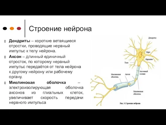 Строение нейрона Дендриты – короткие ветвящиеся отростки, проводящие нервный импульс