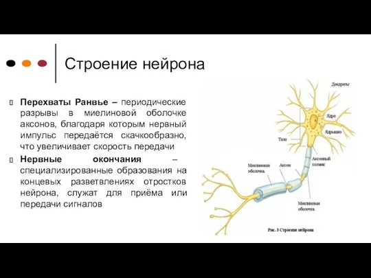 Строение нейрона Перехваты Ранвье – периодические разрывы в миелиновой оболочке
