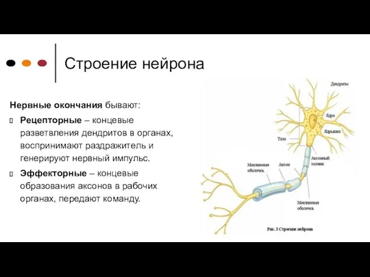 Строение нейрона Нервные окончания бывают: Рецепторные – концевые разветвления дендритов