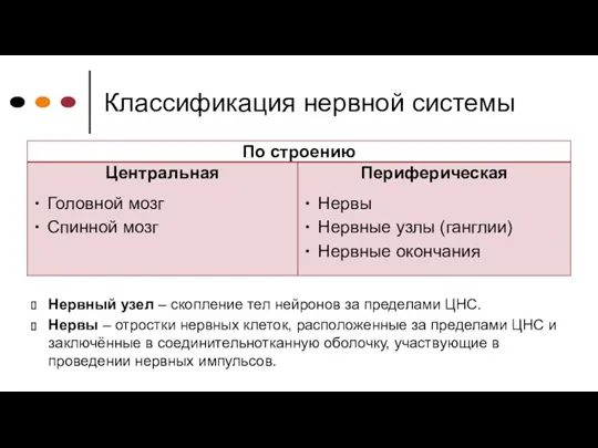 Классификация нервной системы Нервный узел – скопление тел нейронов за