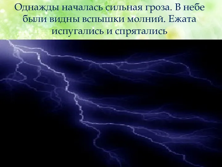 Однажды началась сильная гроза. В небе были видны вспышки молний. Ежата испугались и спрятались