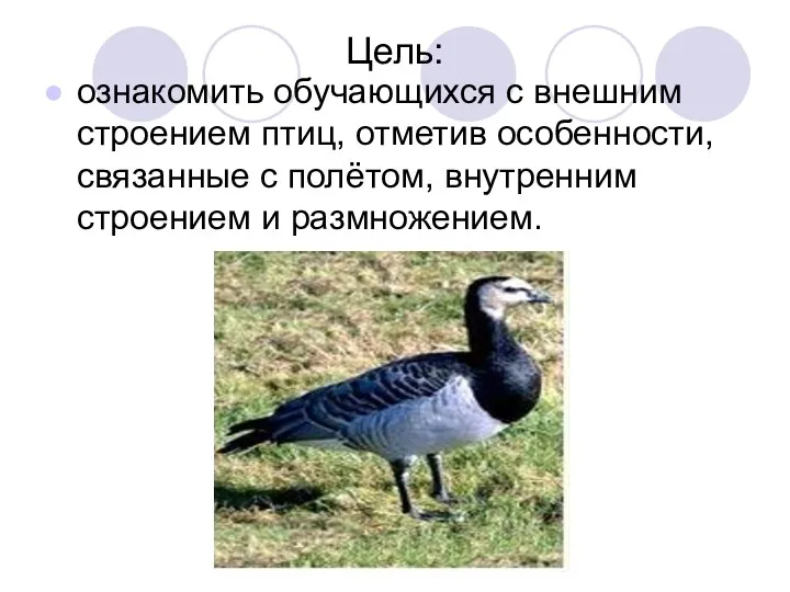 Цель: ознакомить обучающихся с внешним строением птиц, отметив особенности, связанные с полётом, внутренним строением и размножением.