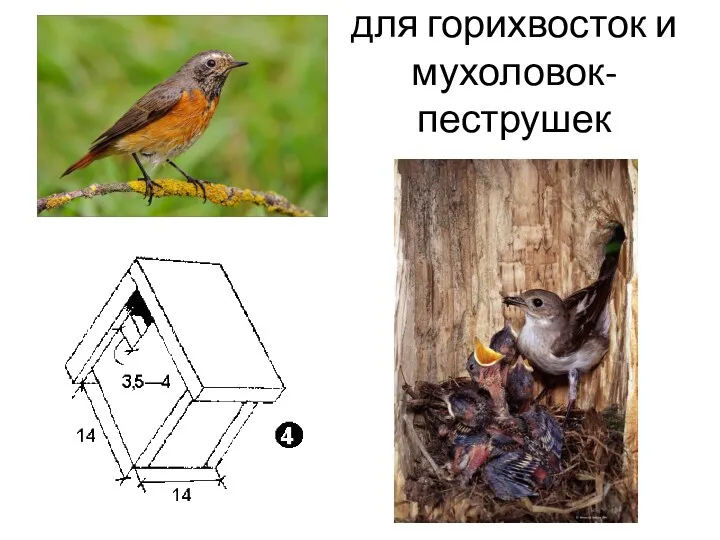 для горихвосток и мухоловок-пеструшек