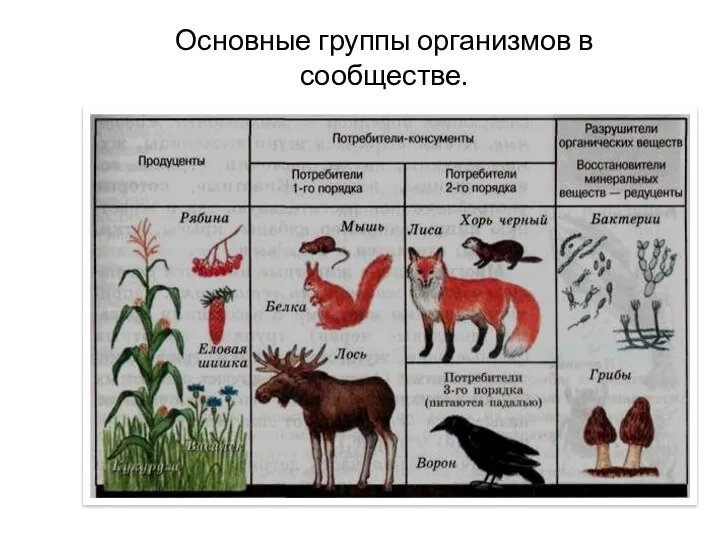 Основные группы организмов в сообществе.