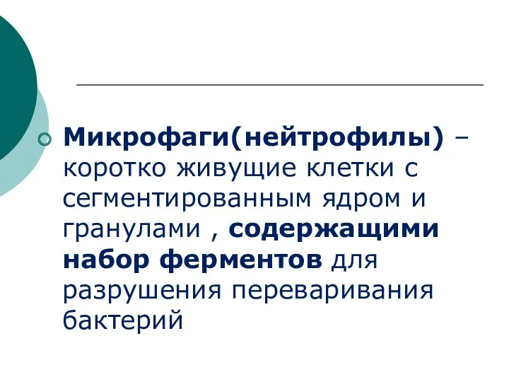 Микрофаги(нейтрофилы) – коротко живущие клетки с сегментированным ядром и гранулами , содержащими набор