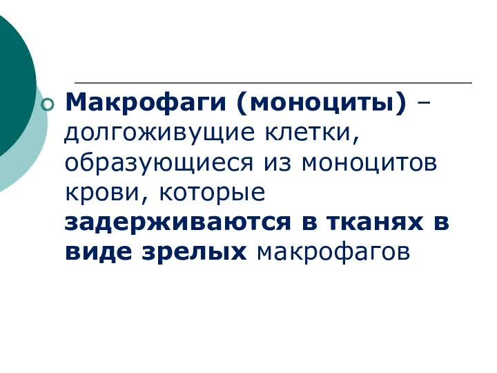 Макрофаги (моноциты) – долгоживущие клетки, образующиеся из моноцитов крови, которые