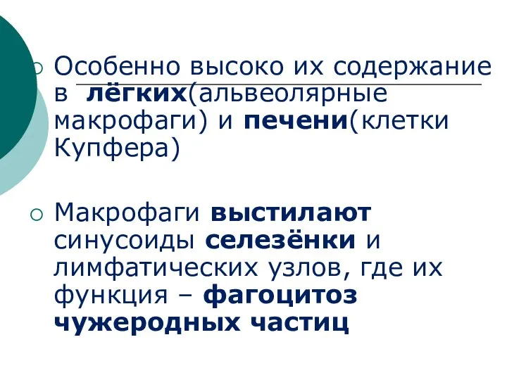 Особенно высоко их содержание в лёгких(альвеолярные макрофаги) и печени(клетки Купфера) Макрофаги выстилают синусоиды