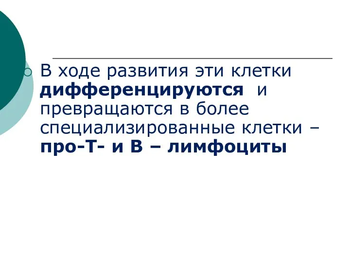 В ходе развития эти клетки дифференцируются и превращаются в более специализированные клетки –