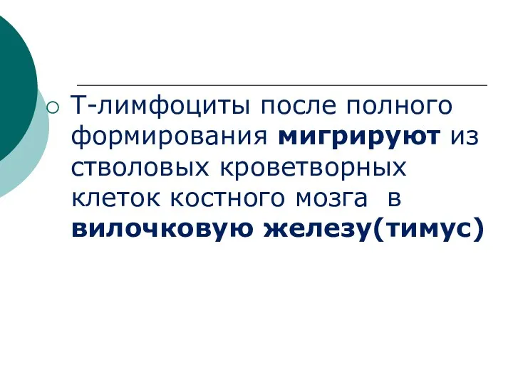 Т-лимфоциты после полного формирования мигрируют из стволовых кроветворных клеток костного мозга в вилочковую железу(тимус)