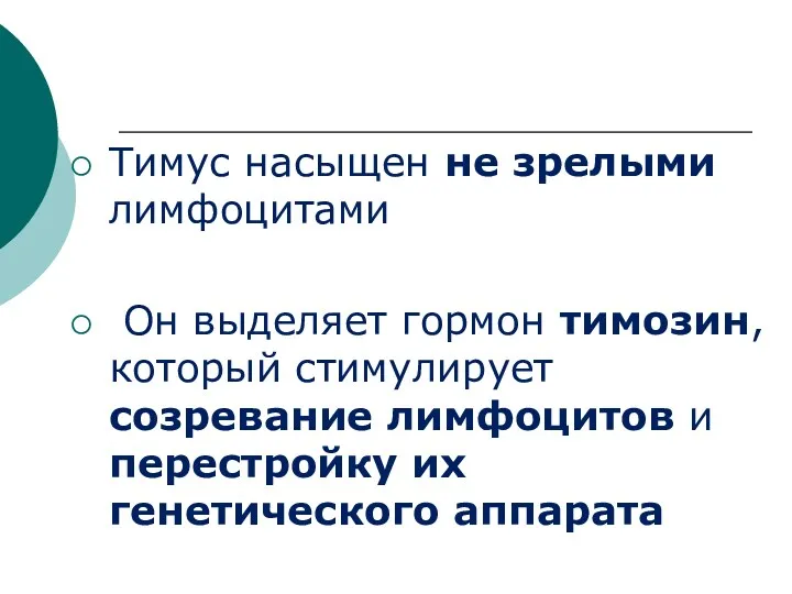 Тимус насыщен не зрелыми лимфоцитами Он выделяет гормон тимозин, который стимулирует созревание лимфоцитов