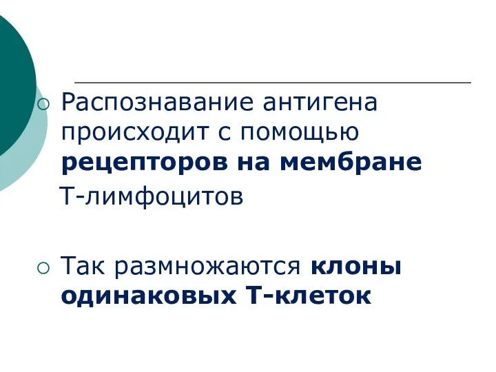 Распознавание антигена происходит с помощью рецепторов на мембране Т-лимфоцитов Так размножаются клоны одинаковых Т-клеток