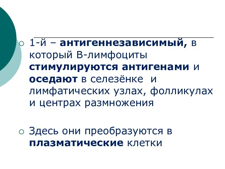 1-й – антигеннезависимый, в который В-лимфоциты стимулируются антигенами и оседают