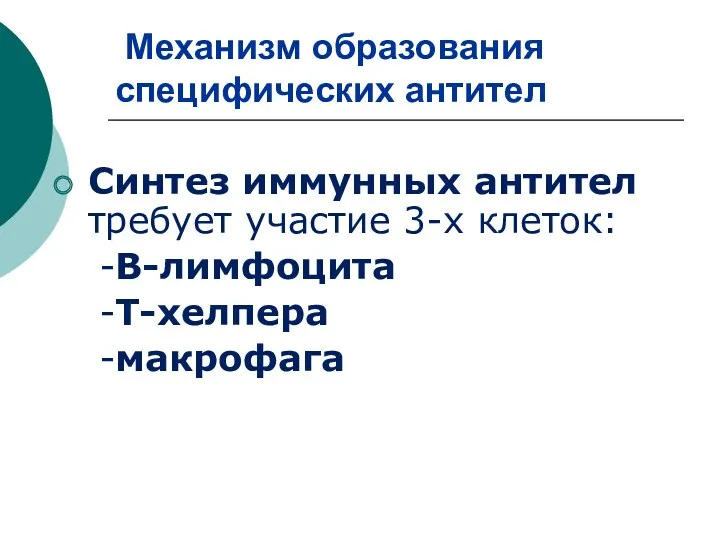 Механизм образования специфических антител Синтез иммунных антител требует участие 3-х клеток: -В-лимфоцита -Т-хелпера -макрофага