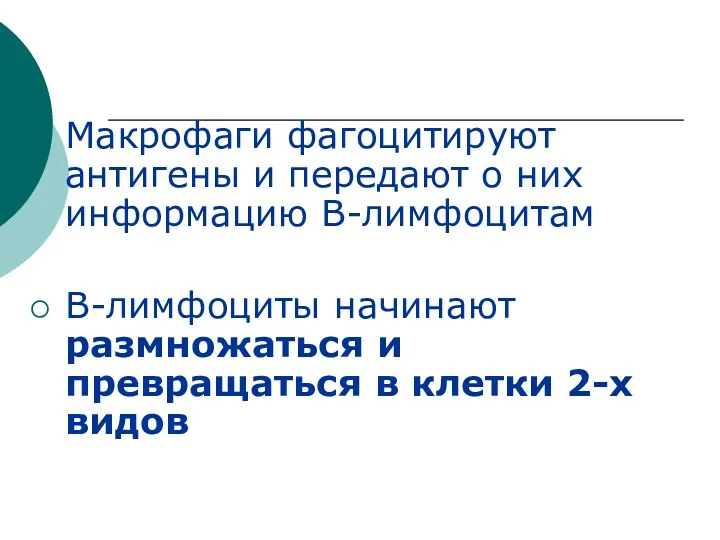 Макрофаги фагоцитируют антигены и передают о них информацию В-лимфоцитам В-лимфоциты начинают размножаться и