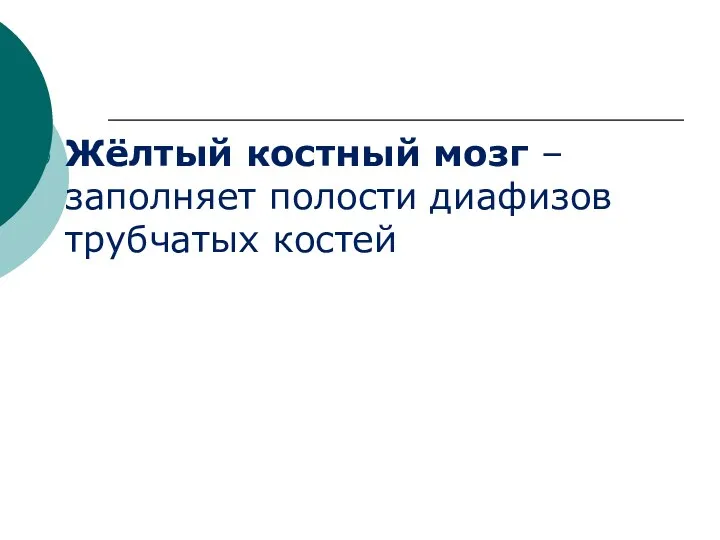 Жёлтый костный мозг – заполняет полости диафизов трубчатых костей